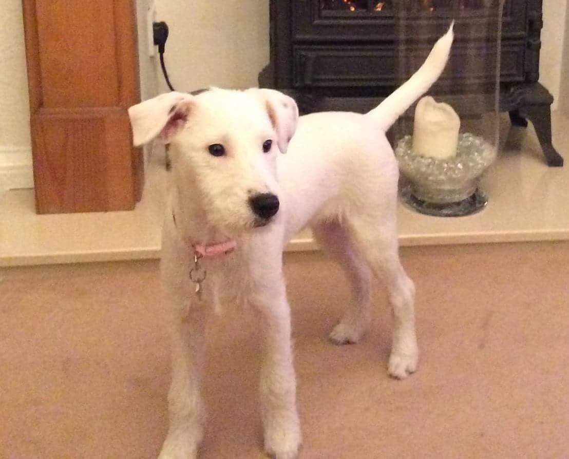 FOUND SAFE AND WELL: White puppy near Horton country park