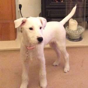 FOUND SAFE AND WELL: White puppy near Horton country park